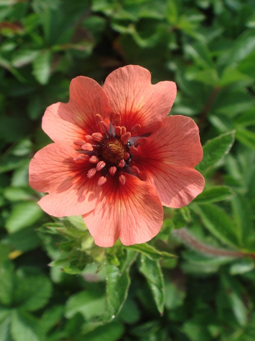 Potentilla nepalensis 'Miss Willmott' fleur